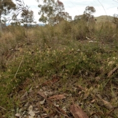 Clematis leptophylla at Cook, ACT - 21 Aug 2017 03:10 PM