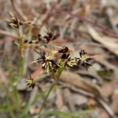 Luzula densiflora (Dense Wood-rush) at Cook, ACT - 21 Aug 2017 by CathB