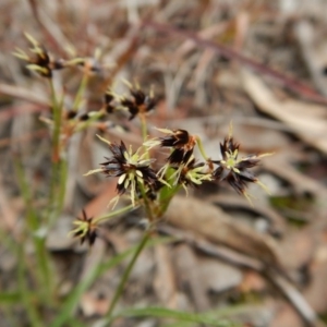 Luzula densiflora at Cook, ACT - 21 Aug 2017 03:01 PM