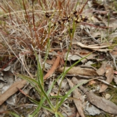 Luzula densiflora at Cook, ACT - 21 Aug 2017 03:01 PM