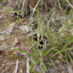 Luzula densiflora at Cook, ACT - 21 Aug 2017 03:01 PM