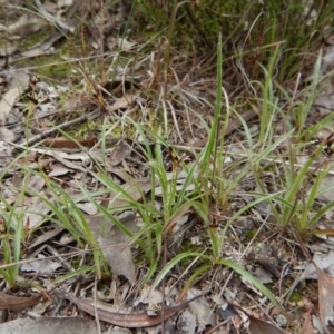 Luzula densiflora at Cook, ACT - 21 Aug 2017 03:01 PM