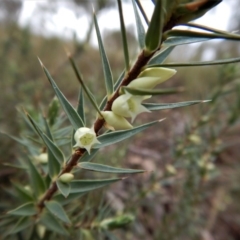 Melichrus urceolatus (Urn Heath) at Belconnen, ACT - 21 Aug 2017 by CathB