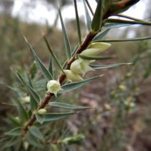 Melichrus urceolatus at Belconnen, ACT - 21 Aug 2017