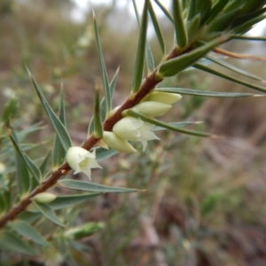 Melichrus urceolatus at Belconnen, ACT - 21 Aug 2017