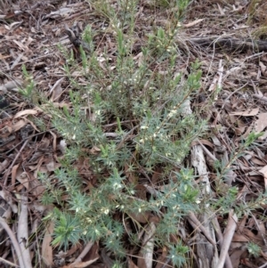 Melichrus urceolatus at Belconnen, ACT - 21 Aug 2017