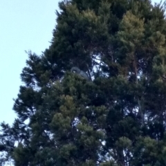 Callocephalon fimbriatum (Gang-gang Cockatoo) at Cook, ACT - 19 Aug 2017 by MattM