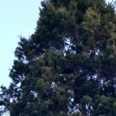 Callocephalon fimbriatum (Gang-gang Cockatoo) at Cook, ACT - 19 Aug 2017 by MattM