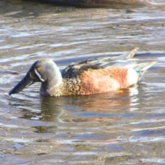 Spatula rhynchotis (Australasian Shoveler) at Jerrabomberra Wetlands - 20 Aug 2017 by MatthewFrawley