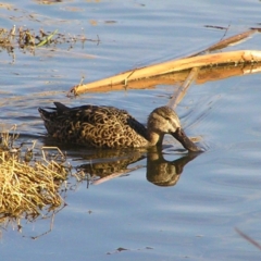 Spatula rhynchotis at Fyshwick, ACT - 20 Aug 2017