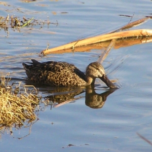 Spatula rhynchotis at Fyshwick, ACT - 20 Aug 2017