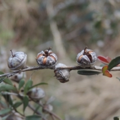 Leptospermum obovatum (River Tea Tree) at Paddys River, ACT - 8 Jul 2017 by MichaelBedingfield