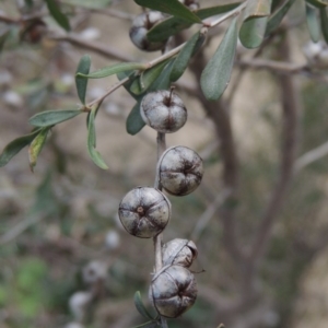 Leptospermum obovatum at Paddys River, ACT - 8 Jul 2017