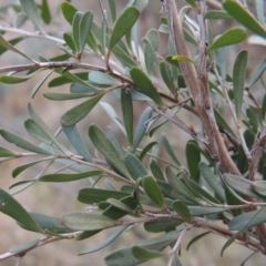 Leptospermum obovatum at Paddys River, ACT - 8 Jul 2017