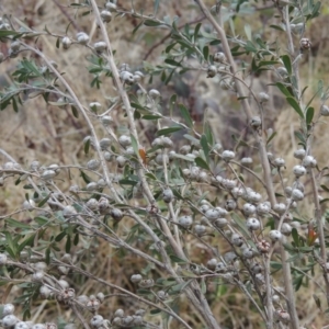 Leptospermum obovatum at Paddys River, ACT - 8 Jul 2017