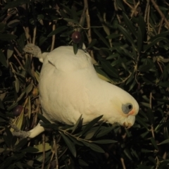 Cacatua sanguinea (Little Corella) at Pollinator-friendly garden Conder - 6 Jul 2017 by michaelb