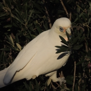 Cacatua sanguinea at Conder, ACT - 6 Jul 2017