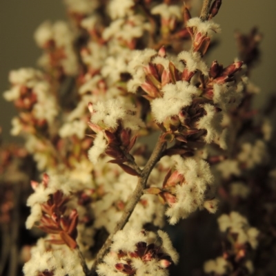 Leucopogon attenuatus (Small-leaved Beard Heath) at Bonython, ACT - 16 Aug 2017 by michaelb