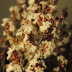 Leucopogon attenuatus (Small-leaved Beard Heath) at Pine Island to Point Hut - 16 Aug 2017 by michaelb