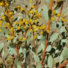 Acacia buxifolia subsp. buxifolia (Box-leaf Wattle) at Isaacs, ACT - 22 Aug 2017 by Mike