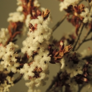 Leucopogon attenuatus at Tralee, ACT - 21 Aug 2017