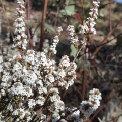 Leucopogon attenuatus (Small-leaved Beard Heath) at Isaacs, ACT - 21 Aug 2017 by Mike