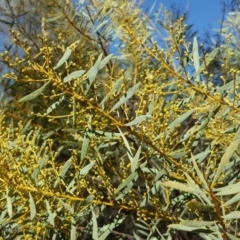 Acacia buxifolia subsp. buxifolia (Box-leaf Wattle) at Isaacs, ACT - 22 Aug 2017 by Mike