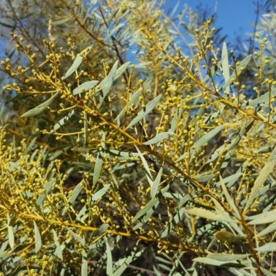 Acacia buxifolia subsp. buxifolia (Box-leaf Wattle) at Isaacs, ACT - 22 Aug 2017 by Mike