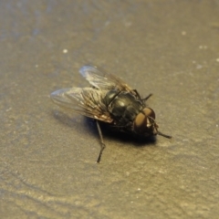 Calliphora sp. (genus) (Unidentified blowfly) at Pollinator-friendly garden Conder - 19 Aug 2016 by michaelb