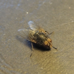 Calliphora sp. (genus) at Conder, ACT - 19 Aug 2016 02:56 PM