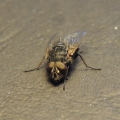 Calliphora sp. (genus) at Conder, ACT - 19 Aug 2016