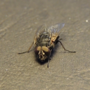 Calliphora sp. (genus) at Conder, ACT - 19 Aug 2016 02:56 PM