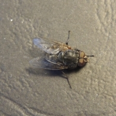 Calliphora sp. (genus) at Conder, ACT - 19 Aug 2016 02:56 PM