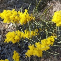 Acacia boormanii (Snowy River Wattle) at Isaacs, ACT - 21 Aug 2017 by Mike