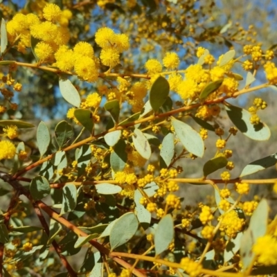 Acacia buxifolia subsp. buxifolia (Box-leaf Wattle) at Isaacs, ACT - 22 Aug 2017 by Mike