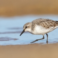 Calidris ruficollis (Red-necked Stint) at Mogareeka, NSW - 22 Aug 2017 by Leo