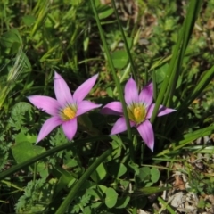 Romulea rosea var. australis (Onion Grass) at Conder, ACT - 11 Sep 2016 by michaelb