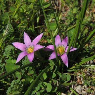 Romulea rosea var. australis (Onion Grass) at Conder, ACT - 11 Sep 2016 by michaelb