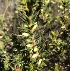 Melichrus urceolatus (Urn Heath) at Mount Majura - 23 Aug 2017 by AaronClausen