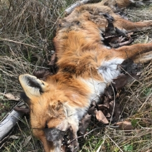 Vulpes vulpes at Watson, ACT - 23 Aug 2017 01:05 PM