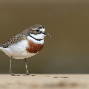 Anarhynchus bicinctus at Tanja, NSW - 23 Aug 2017