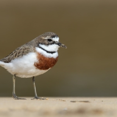 Anarhynchus bicinctus (Double-banded Plover) at Tanja Lagoon - 22 Aug 2017 by Leo