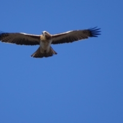 Hieraaetus morphnoides (Little Eagle) at Garran, ACT - 23 Aug 2017 by roymcd