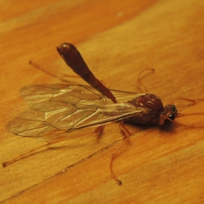 Netelia sp. (genus) (An Ichneumon wasp) at Conder, ACT - 28 Jun 2016 by MichaelBedingfield