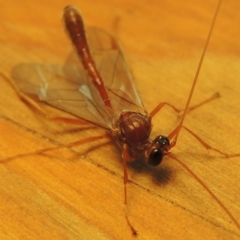 Netelia sp. (genus) at Conder, ACT - 28 Jun 2016