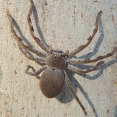 Isopeda sp. (genus) (Huntsman Spider) at Pollinator-friendly garden Conder - 8 Aug 2016 by michaelb