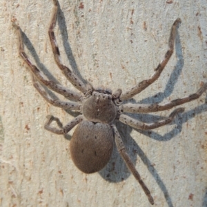 Isopeda sp. (genus) at Conder, ACT - 8 Aug 2016 10:28 AM