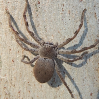 Isopeda sp. (genus) (Huntsman Spider) at Conder, ACT - 8 Aug 2016 by MichaelBedingfield