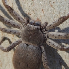 Isopeda sp. (genus) at Conder, ACT - 8 Aug 2016 10:28 AM