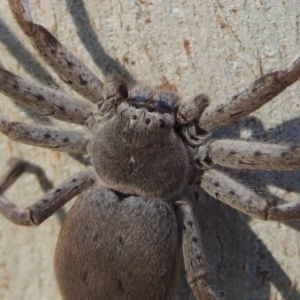 Isopeda sp. (genus) at Conder, ACT - 8 Aug 2016 10:28 AM